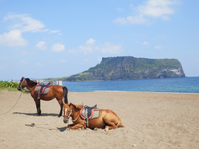 チェジュ島のビーチと馬