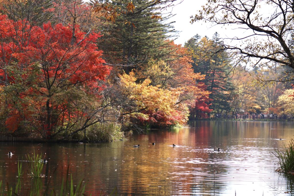 軽井沢雲場池の紅葉