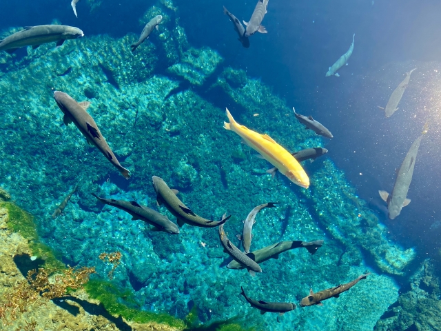 忍野八海の透き通る池