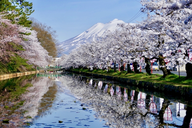 弘前公園のさくら祭