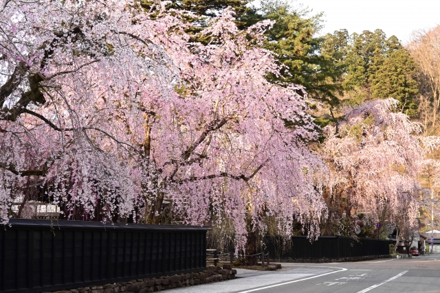 角館の枝垂れ桜