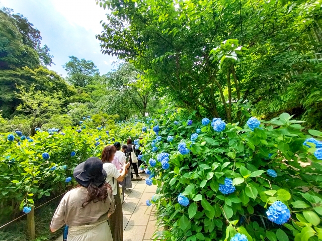 明月院の混雑